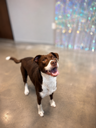 Shelter Stray Female Dog last seen LA, 410 Dugas Rd, Lafayette, LA 70507, USA