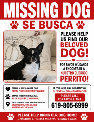 Lost Female Dog last seen 87th avenue, Miami, FL 33176
