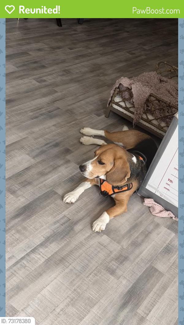 Reunited Male Dog last seen Medinah Cir near Menards, Elgin, IL 60123