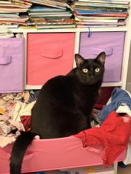 Reunited Female Cat last seen Near teepee drive pocono lake, Pocono Lake, PA 18347