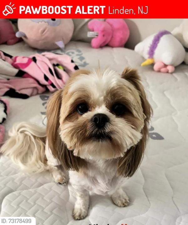 Lost Female Dog last seen Linden high school, Linden, NJ 07036