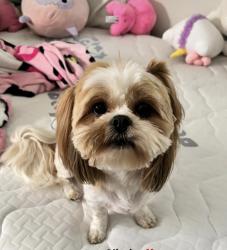 Lost Female Dog last seen Linden high school, Linden, NJ 07036