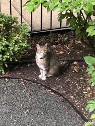 Lost Female Cat last seen Diversey and Wrightwood, Chicago, IL 60614