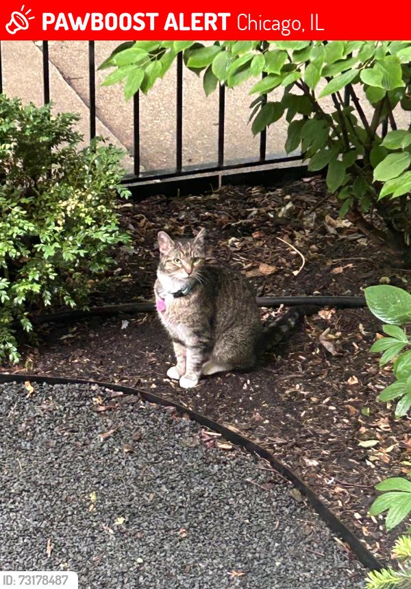 Lost Female Cat last seen Diversey and Wrightwood, Chicago, IL 60614