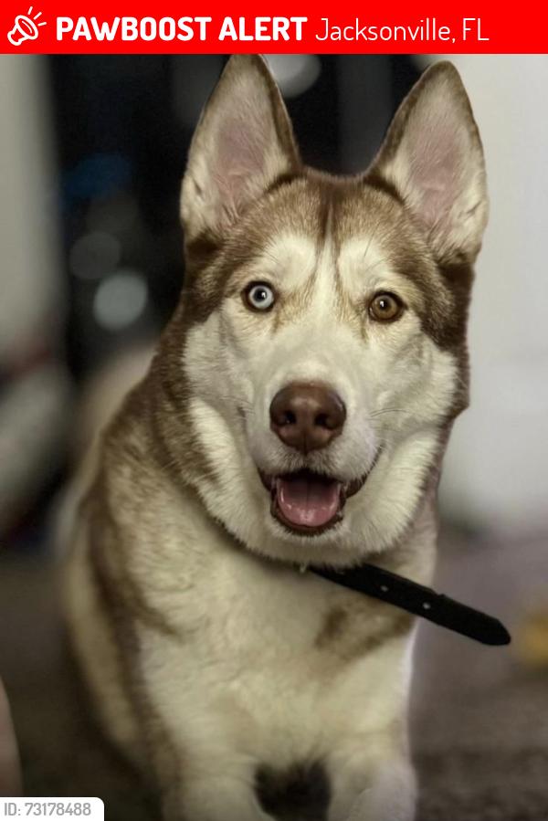 Lost Female Dog last seen Timucuan Lake apmts, Jacksonville, FL 32246