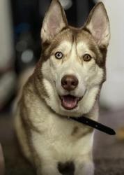 Lost Female Dog last seen Timucuan Lake apmts, Jacksonville, FL 32246