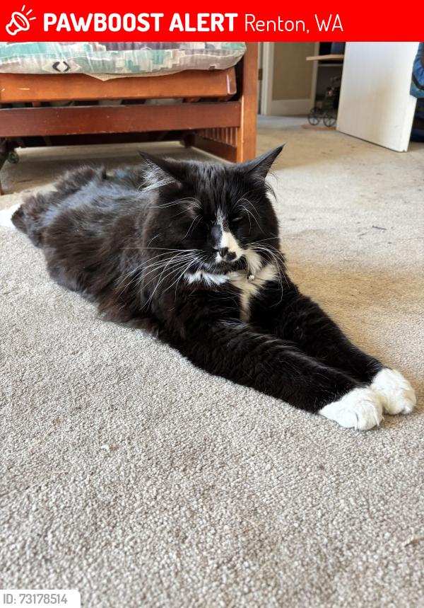 Lost Male Cat last seen 7th and High Ave S Renton, WA, Renton, WA 98057