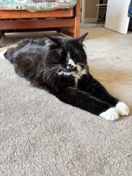 Lost Male Cat last seen 7th and High Ave S Renton, WA, Renton, WA 98057