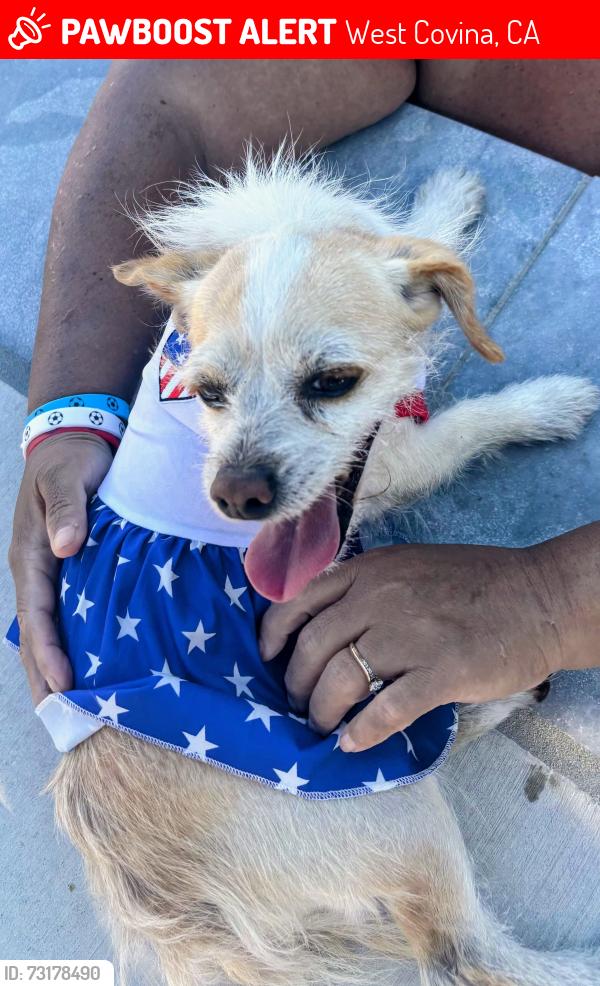 Lost Female Dog last seen W. Teresa St. and Vincent Ave., West Covina, CA 91790
