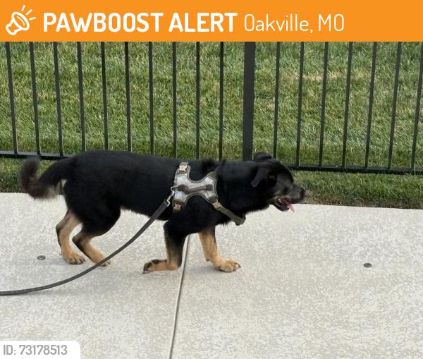Found/Stray Male Dog last seen Near Queen of All Saints parish, Oakville, MO 63129