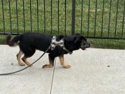 Found/Stray Male Dog last seen Near Queen of All Saints parish, Oakville, MO 63129