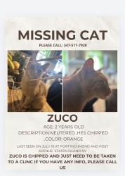 Lost Male Cat last seen Post avenue, Staten Island, NY 10302