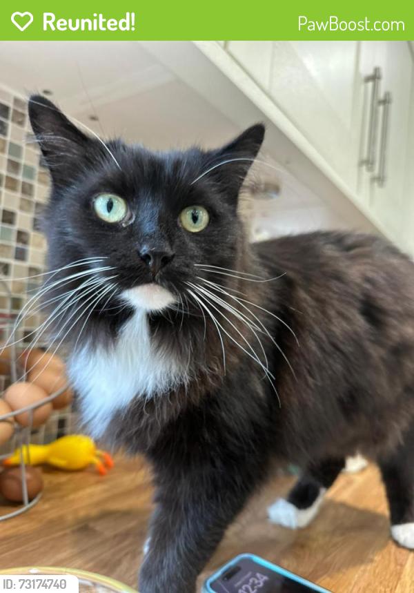Reunited Female Cat last seen upper woodcote road, Berkshire, England 