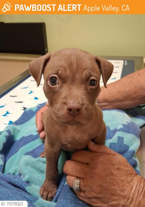 Found/Stray Male Dog last seen In the alley by rancheria road., Apple Valley, CA 92307