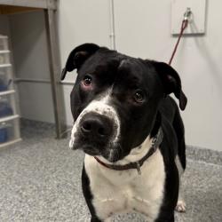 Shelter Stray Male Dog last seen , 328 Furman Hall Rd, Greenville, SC 29609, USA