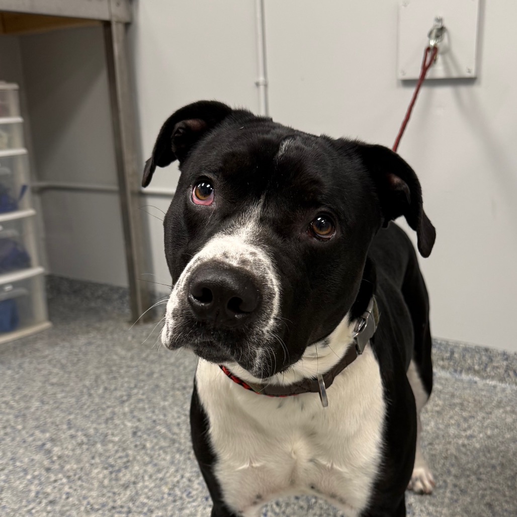 Shelter Stray Male Dog last seen , 328 Furman Hall Rd, Greenville, SC 29609, USA