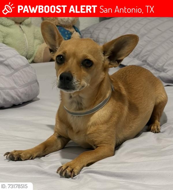 Lost Female Dog last seen Running Towards Mail Box *Millbrook Way SATX*, San Antonio, TX 78245