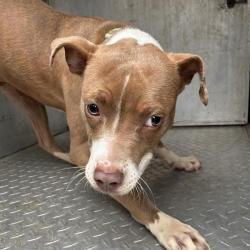 Shelter Stray Female Dog last seen , 980 Guilford College Rd, Greensboro, NC 27409, USA