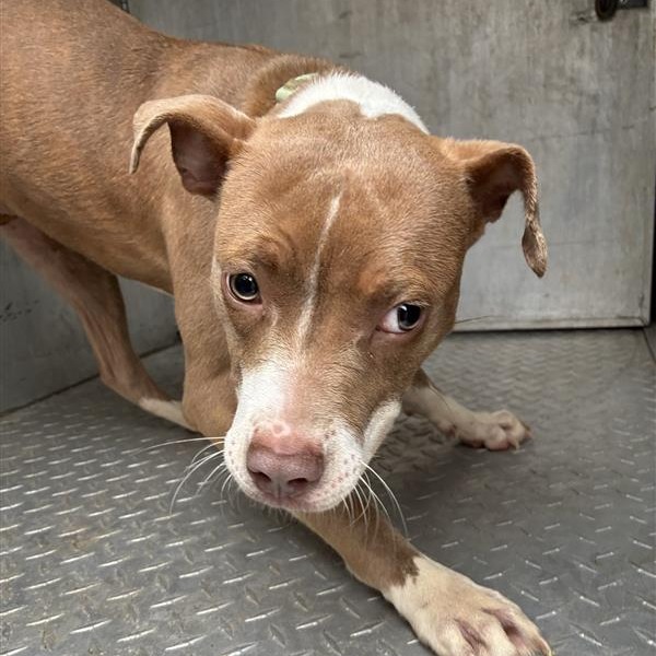 Shelter Stray Female Dog last seen , 980 Guilford College Rd, Greensboro, NC 27409, USA