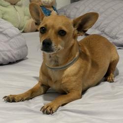 Lost Female Dog last seen Running Towards Mail Box *Millbrook Way SATX*, San Antonio, TX 78245
