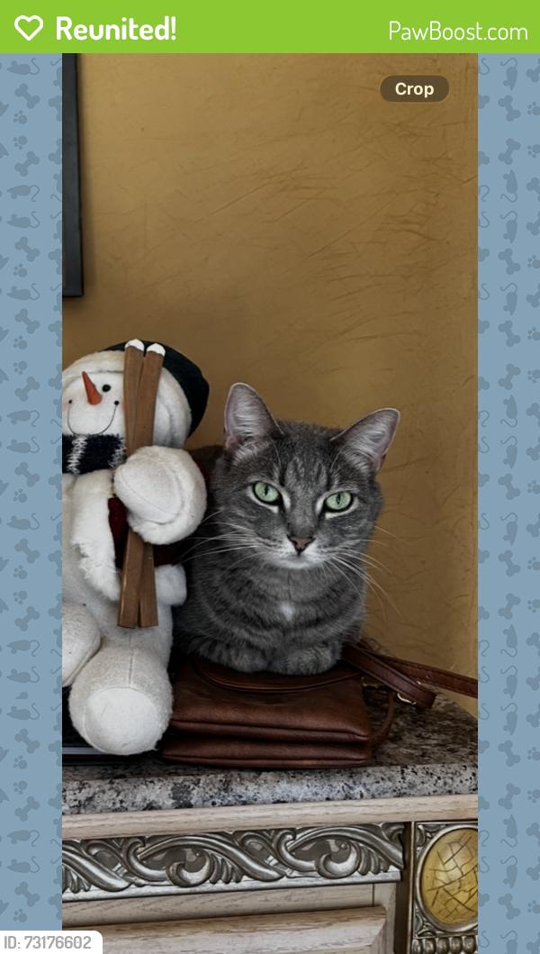 Reunited Female Cat last seen Erb Rd.near 151, Springdale, WI 53593