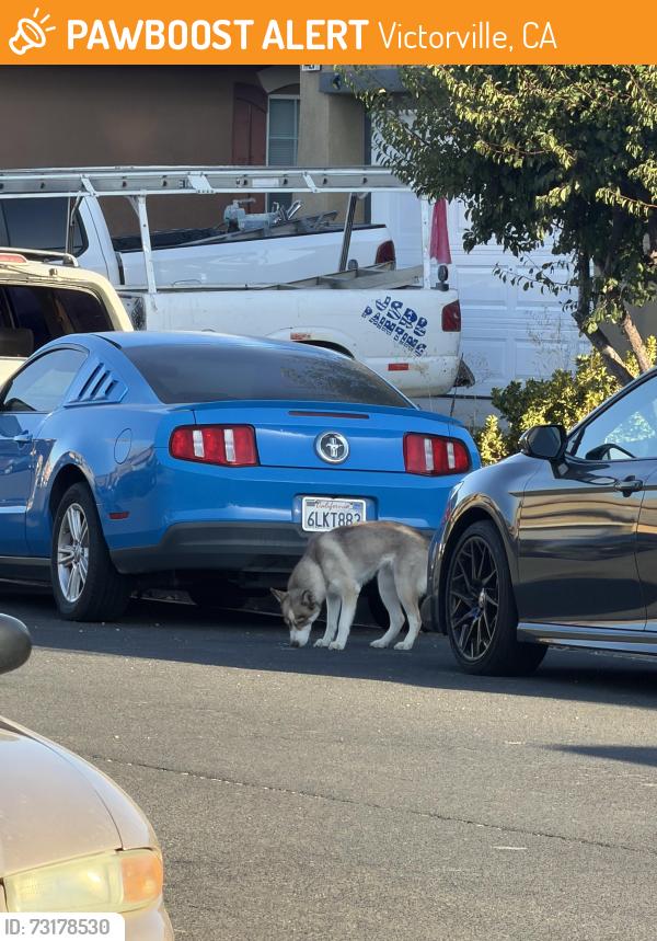 Found/Stray Unknown Dog last seen Moon valley st, Victorville, CA 92394