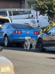 Found/Stray Unknown Dog last seen Moon valley st, Victorville, CA 92394