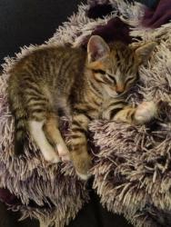 Found/Stray Female Cat last seen Kennet and Sarasota Avenue, Pontiac, MI 48340