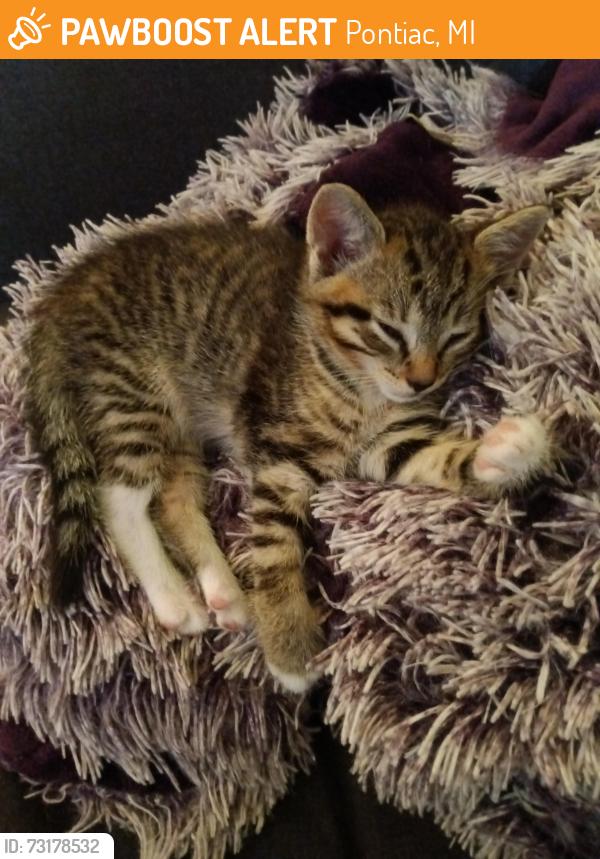 Found/Stray Female Cat last seen Kennet and Sarasota Avenue, Pontiac, MI 48340