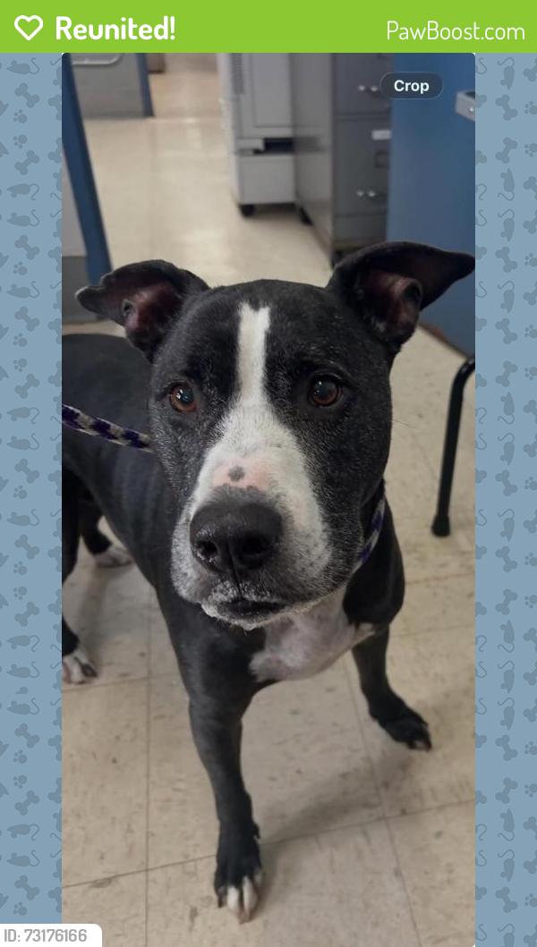 Reunited Male Dog last seen Hawthorne and Earl, Saint Paul, MN 55106