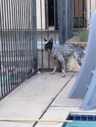 Found/Stray Male Dog last seen 53rd and sepulveda, San Bernardino, CA 92404
