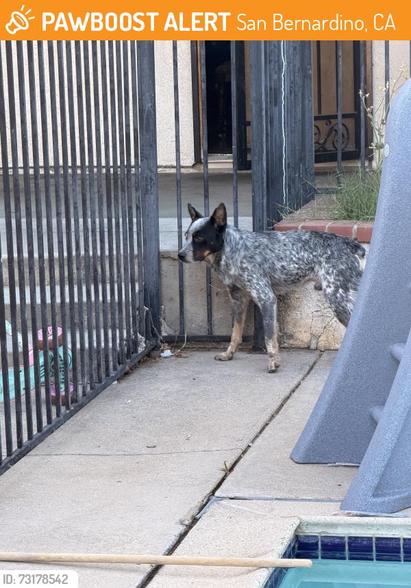 Found/Stray Male Dog last seen 53rd and sepulveda, San Bernardino, CA 92404