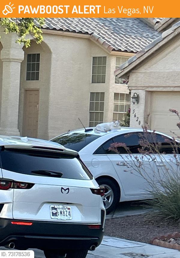 Found/Stray Male Cat last seen Near dawnbreak drive, Las Vegas, NV 89149