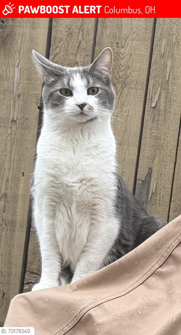 Lost Male Cat last seen S Wall and Columbus Street, Columbus, OH 43206