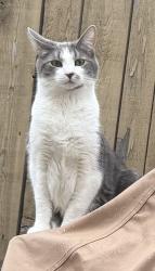 Lost Male Cat last seen S Wall and Columbus Street, Columbus, OH 43206