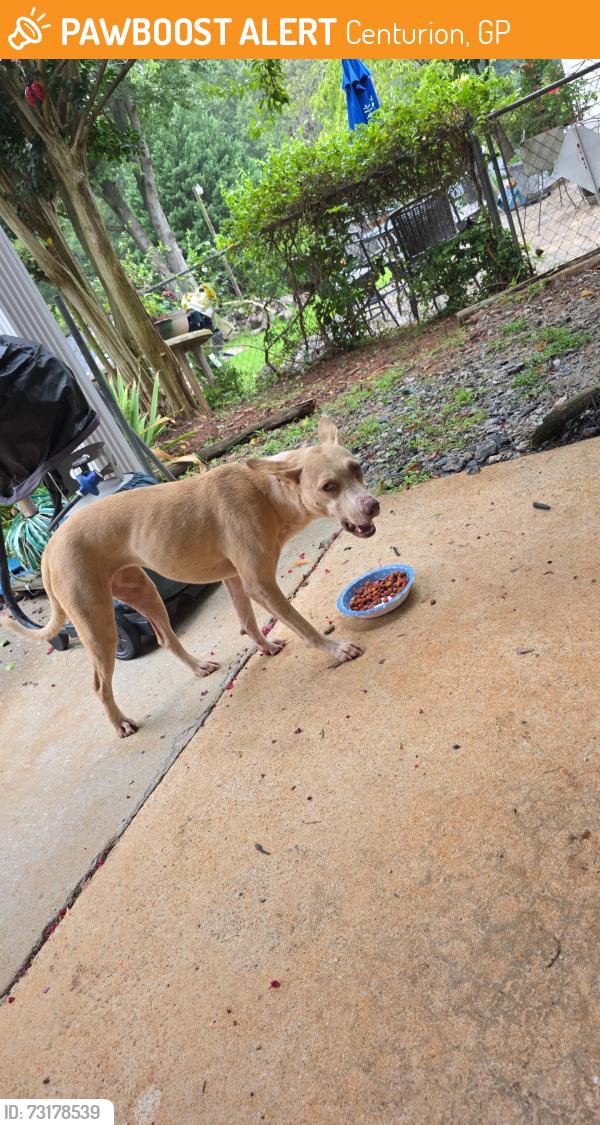 Found/Stray Female Dog last seen Jean Ave., Centurion, GP 0157