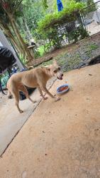 Found/Stray Female Dog last seen Jean Ave., Centurion, GP 0157