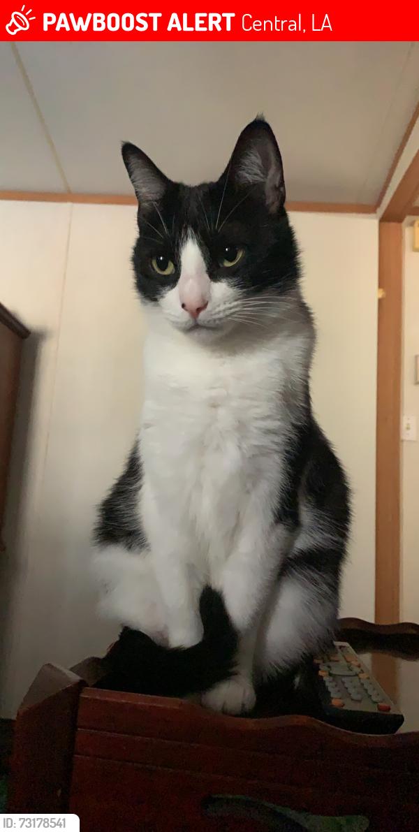 Lost Female Cat last seen Backyards of the middle of Crystal drive, Central, LA 70770