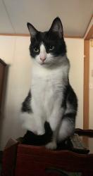 Lost Female Cat last seen Backyards of the middle of Crystal drive, Central, LA 70770