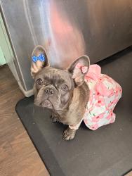 Reunited Female Dog last seen Near Cypress Springs Rd, Orange Park, FL 32073, USA, Orange Park, FL 32073