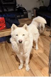 Reunited Male Dog last seen Brown St & Maple Ave Hartford CT, Hartford, CT 06114