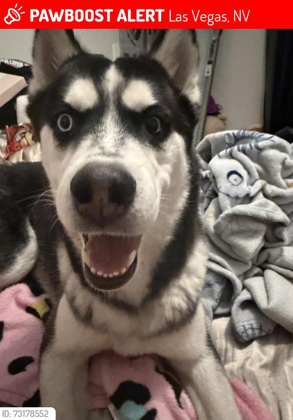 Lost Male Dog last seen Sahara and tree line, Las Vegas, NV 89142
