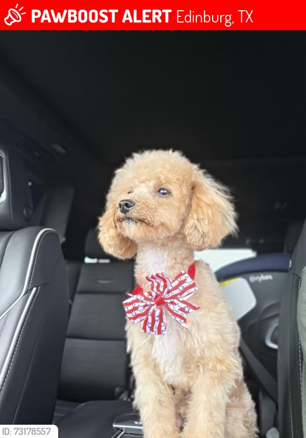 Lost Female Dog last seen Raul Longoria, Edinburg, TX 78542