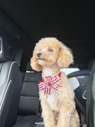 Lost Female Dog last seen Raul Longoria, Edinburg, TX 78542