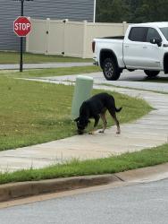 Reunited Unknown Dog last seen Hartridge manor. Splendid place, Simpsonville, SC 29680