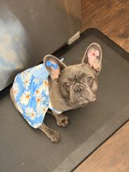 Reunited Female Dog last seen Near Cypress Springs Rd, Orange Park, FL 32073, USA, Orange Park, FL 32073