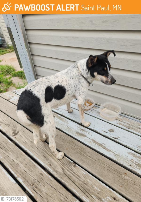 Found/Stray Male Dog last seen Margaret Park, Saint Paul, MN 55106