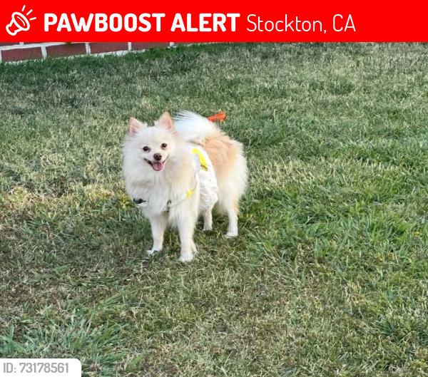 Lost Female Dog last seen Laramie and davis, Stockton, CA 95209