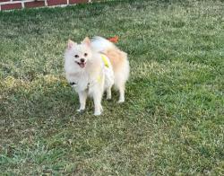 Lost Female Dog last seen Laramie and davis, Stockton, CA 95209