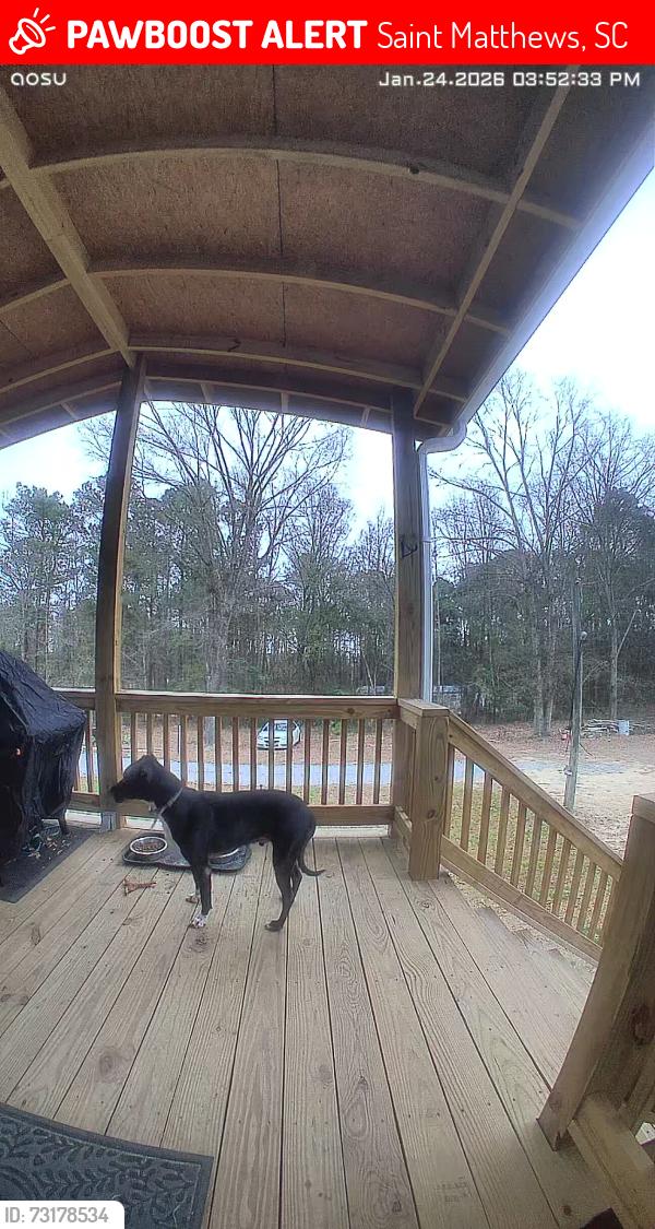 Lost Male Dog last seen Ridgewood Court, and Bair Road, Saint Matthews, SC 29135